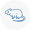Rat Control Ilfracombe