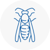 Ilfracombe Wasp Nest Removal